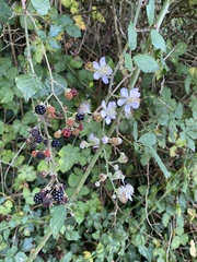 Rubus ulmifolius