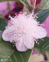 Psidium guajava