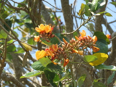 Erythrina fusca