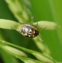Menida