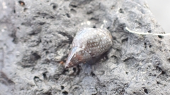 Littorinoidea
