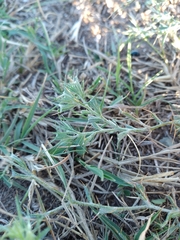 Ceratocarpus arenarius