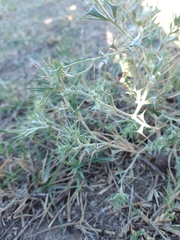 Ceratocarpus arenarius