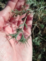 Ceratocarpus arenarius