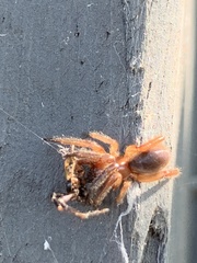Dysdera crocata