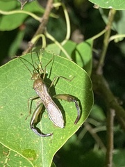 Coreoidea