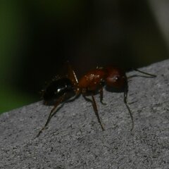 Camponotus floridanus