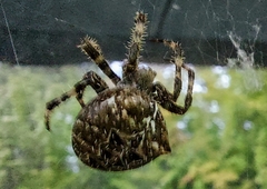 Araneus gemma