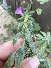 Amaranthus