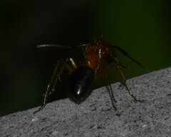Camponotus floridanus