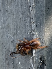 Dysdera crocata