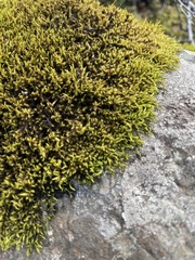 Racomitrium