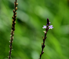 Verbena officinalis