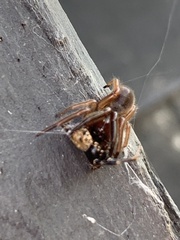Dysdera crocata