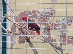 Eclectus roratus polychloros