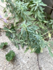 Amaranthus