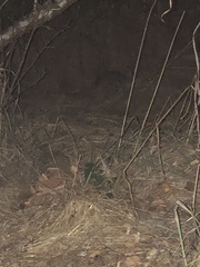 Sylvilagus floridanus