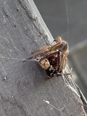 Dysdera crocata