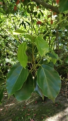 Cinnamomum