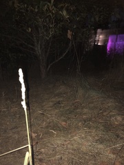 Sylvilagus floridanus