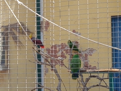 Eclectus roratus polychloros
