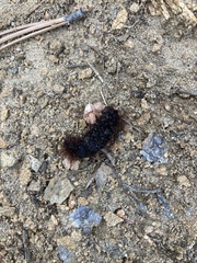 Pyrrharctia isabella