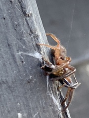 Dysdera crocata
