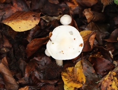 Hygrophorus eburneus