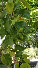 Cinnamomum