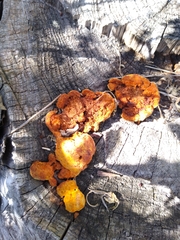 Gloeophyllum sepiarium