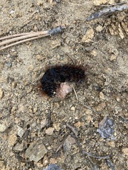 Pyrrharctia isabella