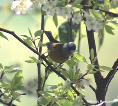 Phrygilus patagonicus