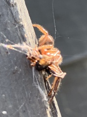 Dysdera crocata