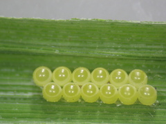 Menida
