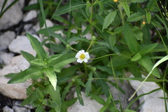 Melampodium cinereum