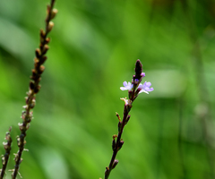 Verbena officinalis