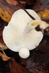 Hygrophorus eburneus