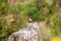 Cinclodes