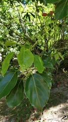 Cinnamomum