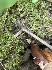Mniaceae