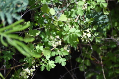 Serjania brachycarpa