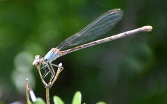 Argia moesta