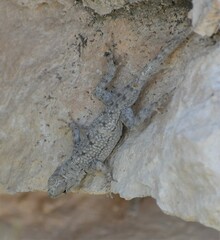 Sceloporus merriami