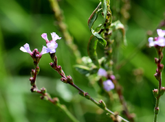 Verbena officinalis