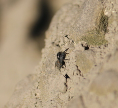 Pseudeuophrys erratica