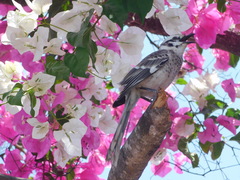 Mimus longicaudatus
