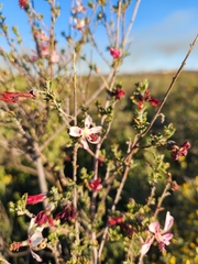 Anisodontea