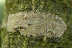 Arthonia cinnabarina