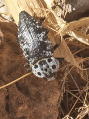 Capnodis cariosa