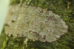 Arthonia cinnabarina